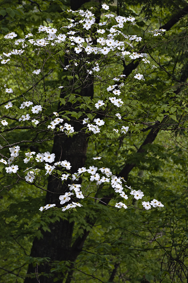 Dallying with the Dogwoods