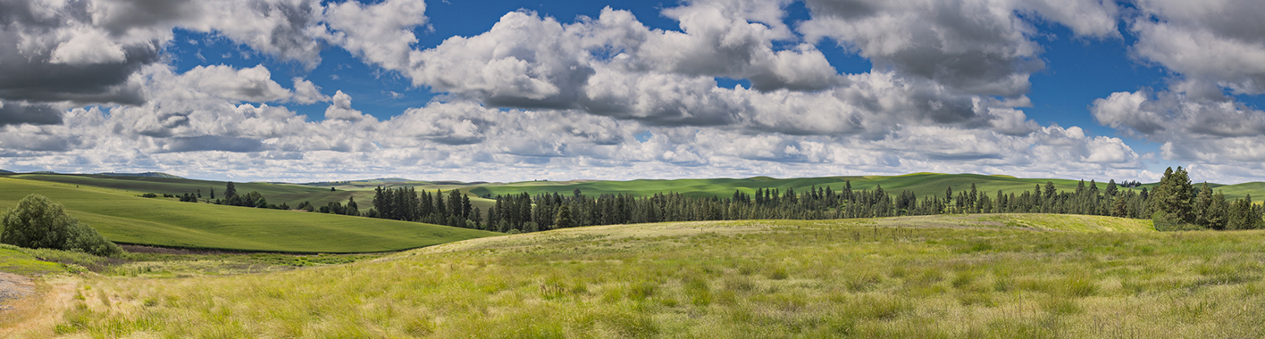 Afternoon on the Palouse
