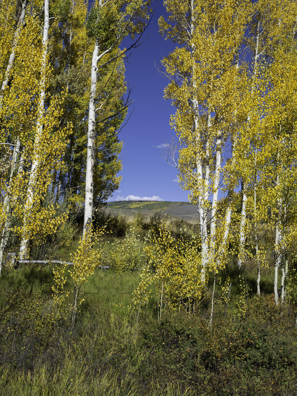 Aspen Autumn