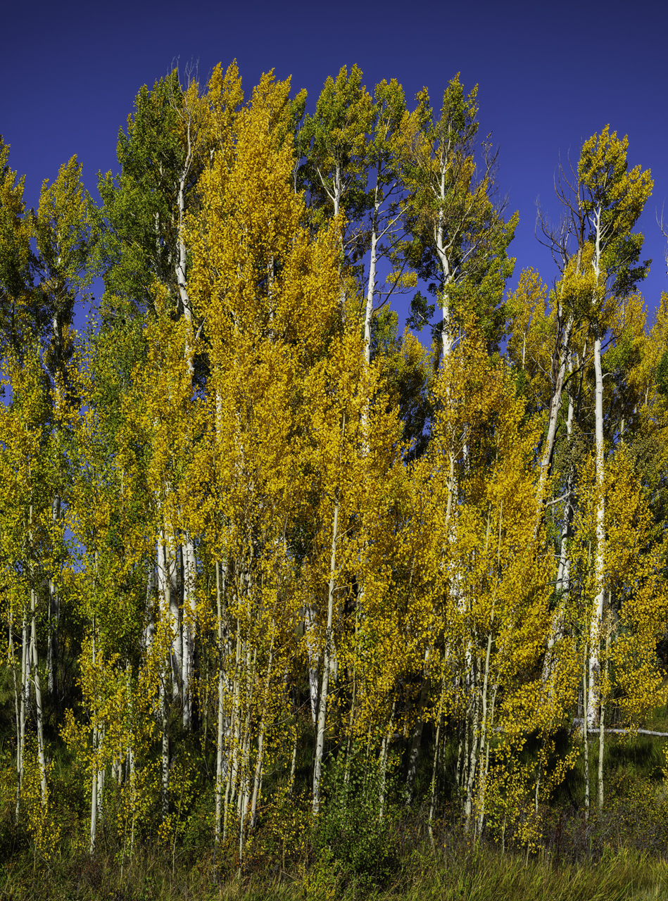 Aspen Autumn II