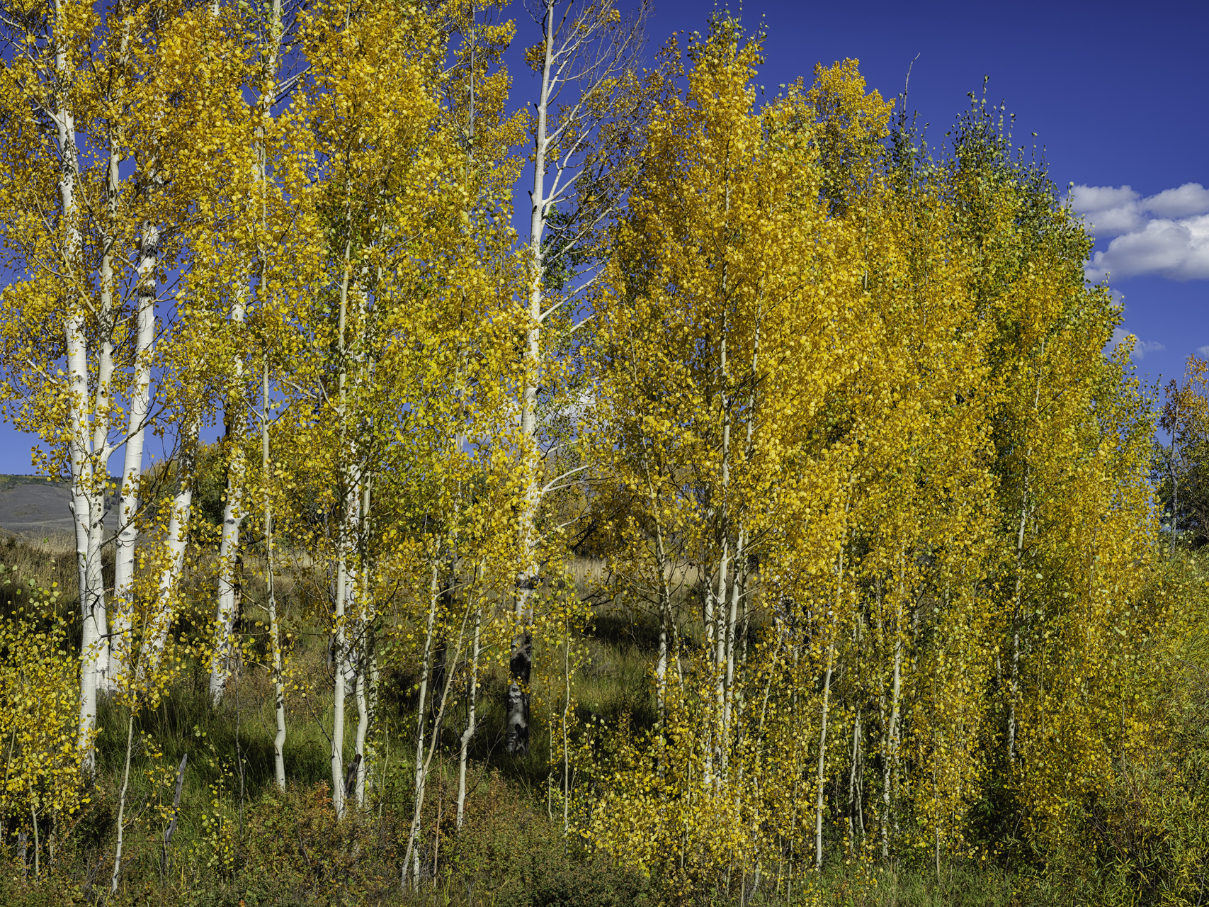 Aspen Autumn III