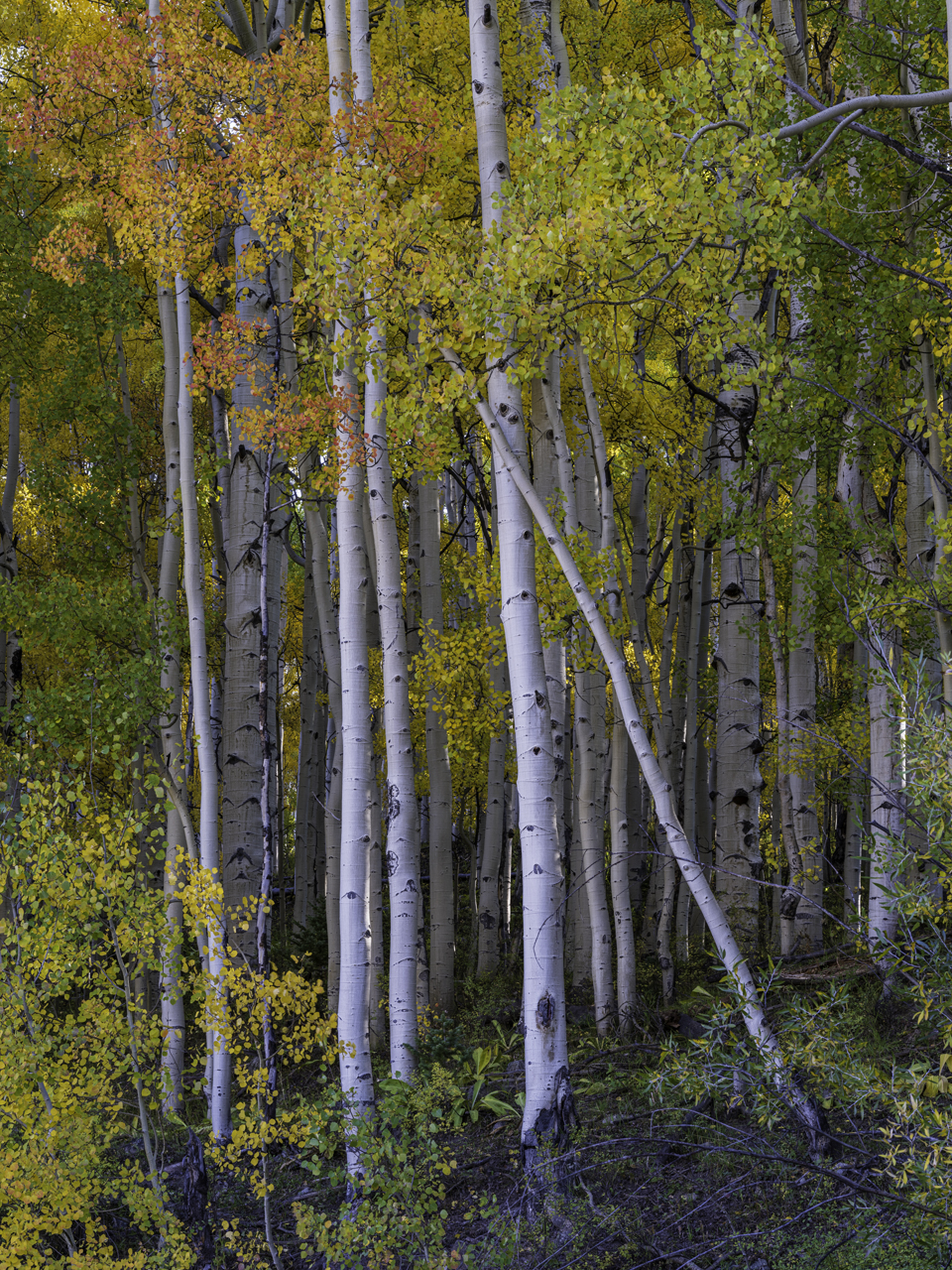 Aspen Autumn IV