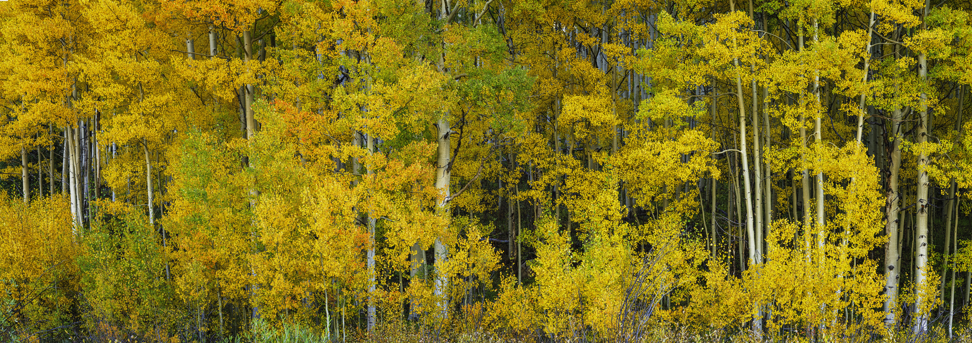 Aspen Autumn V