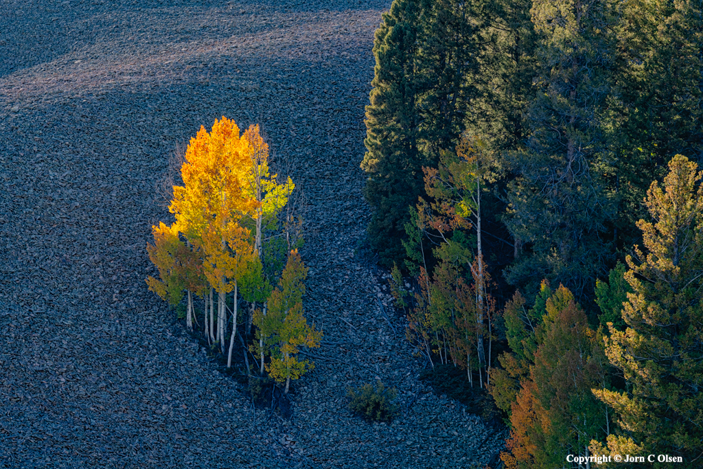 Aspen Glow