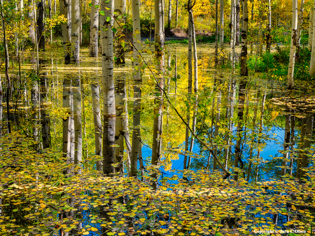 Aspen Reflections