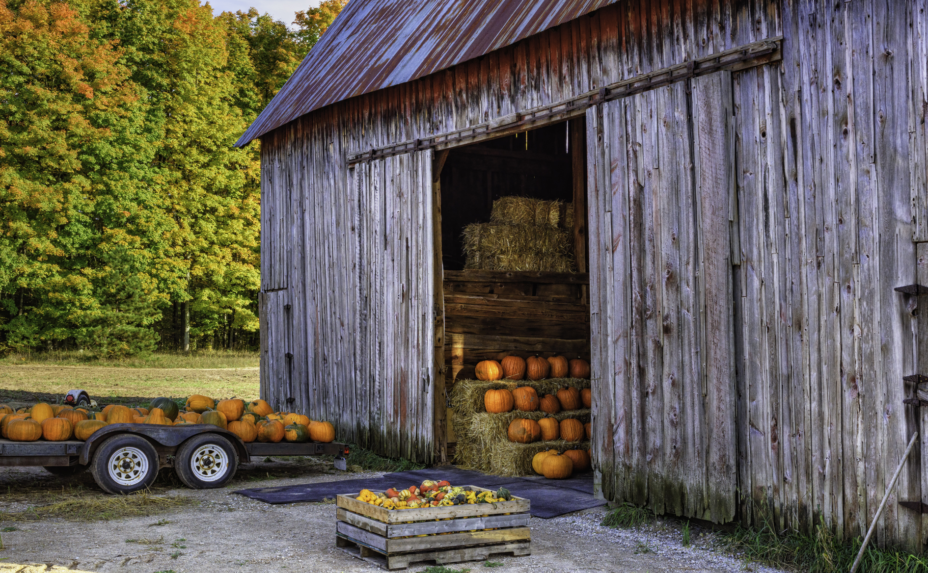 At the Lashbrook Farm II