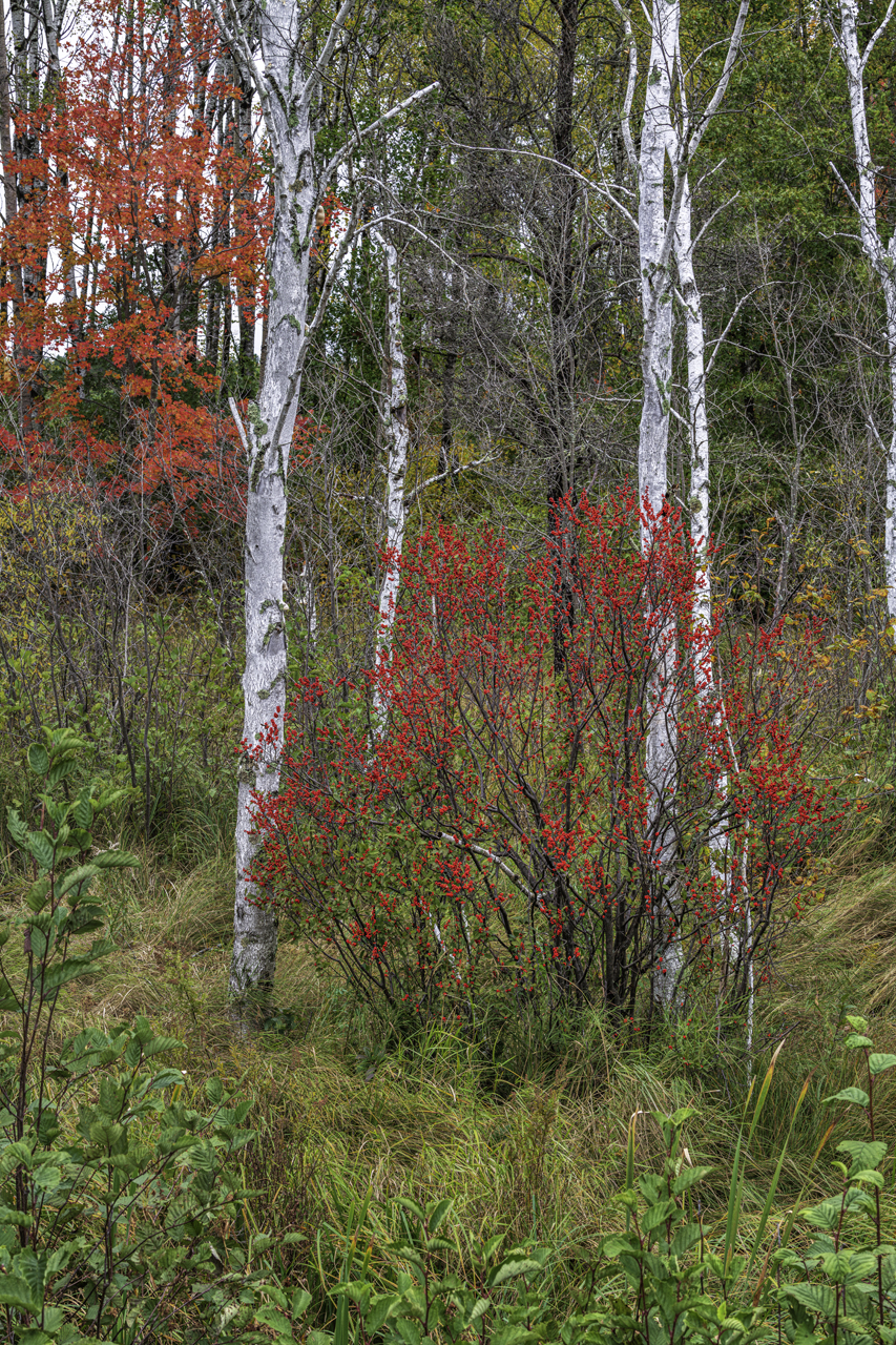 Autumn Berries II