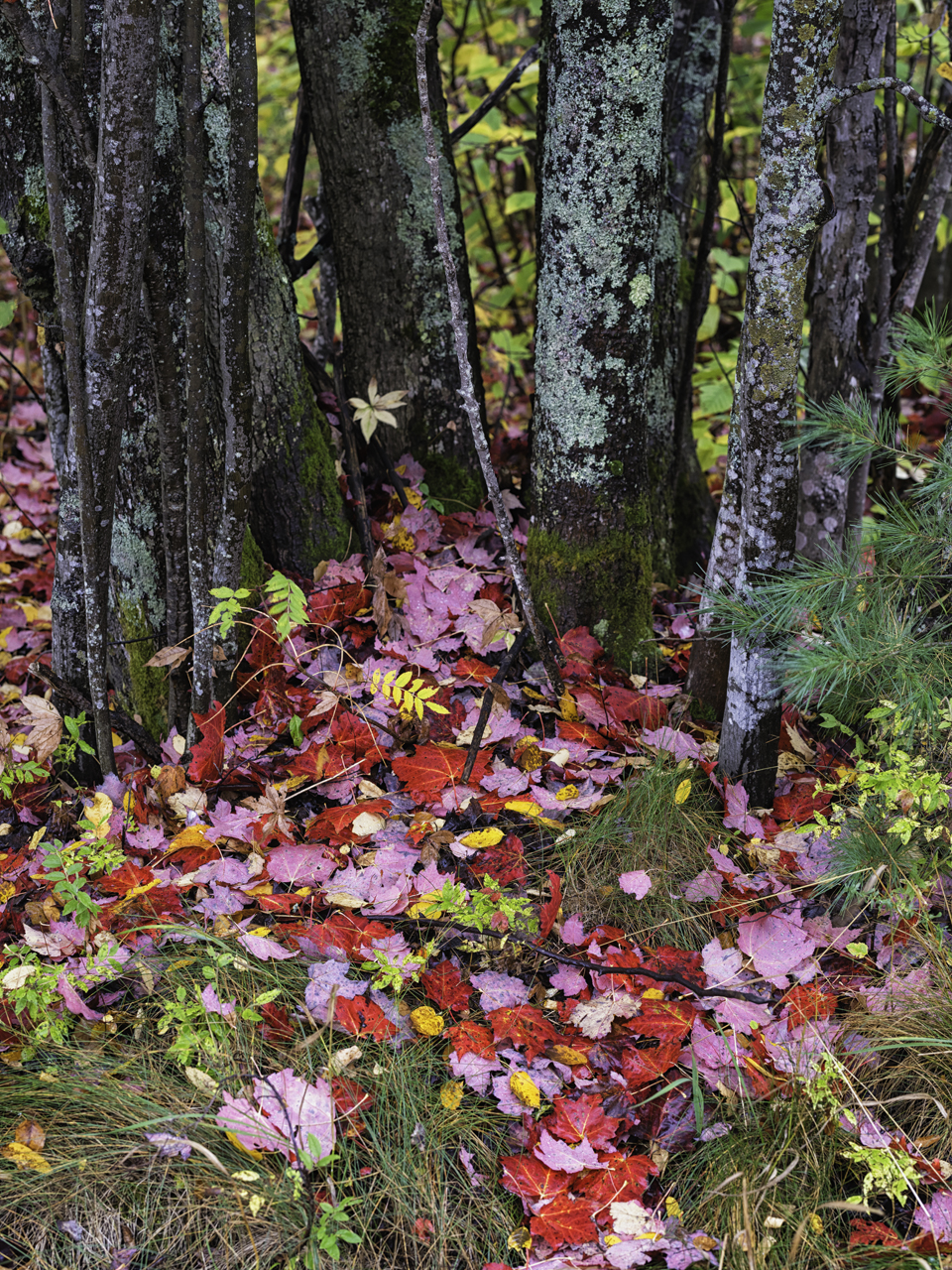 Autumn Confetti II