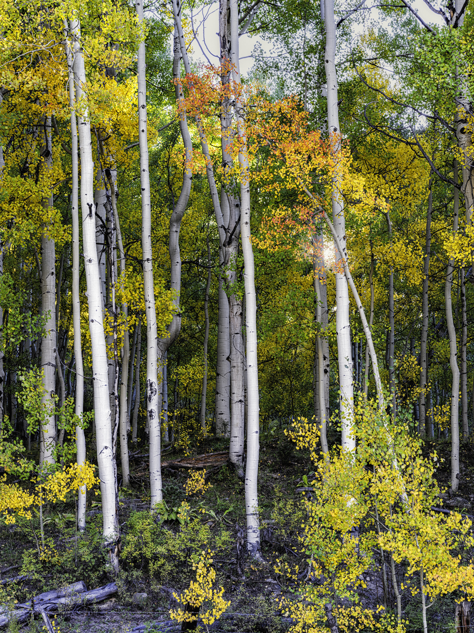 Autumn in the Aspens