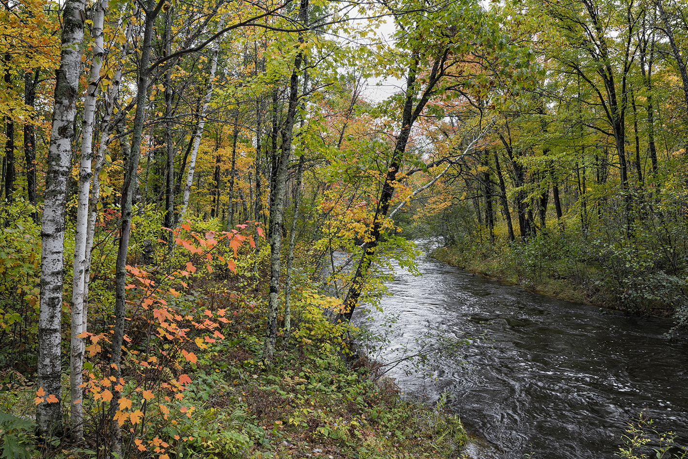 Bear Creek Autumn II