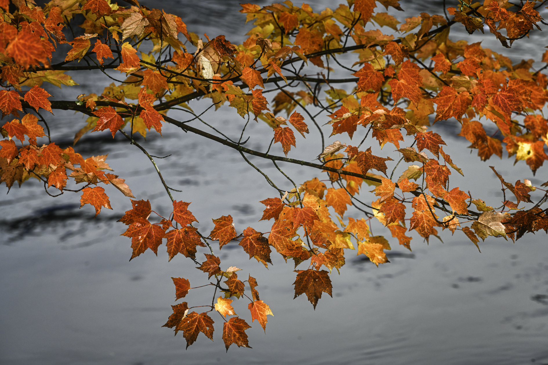 Bear Creek Autumn III