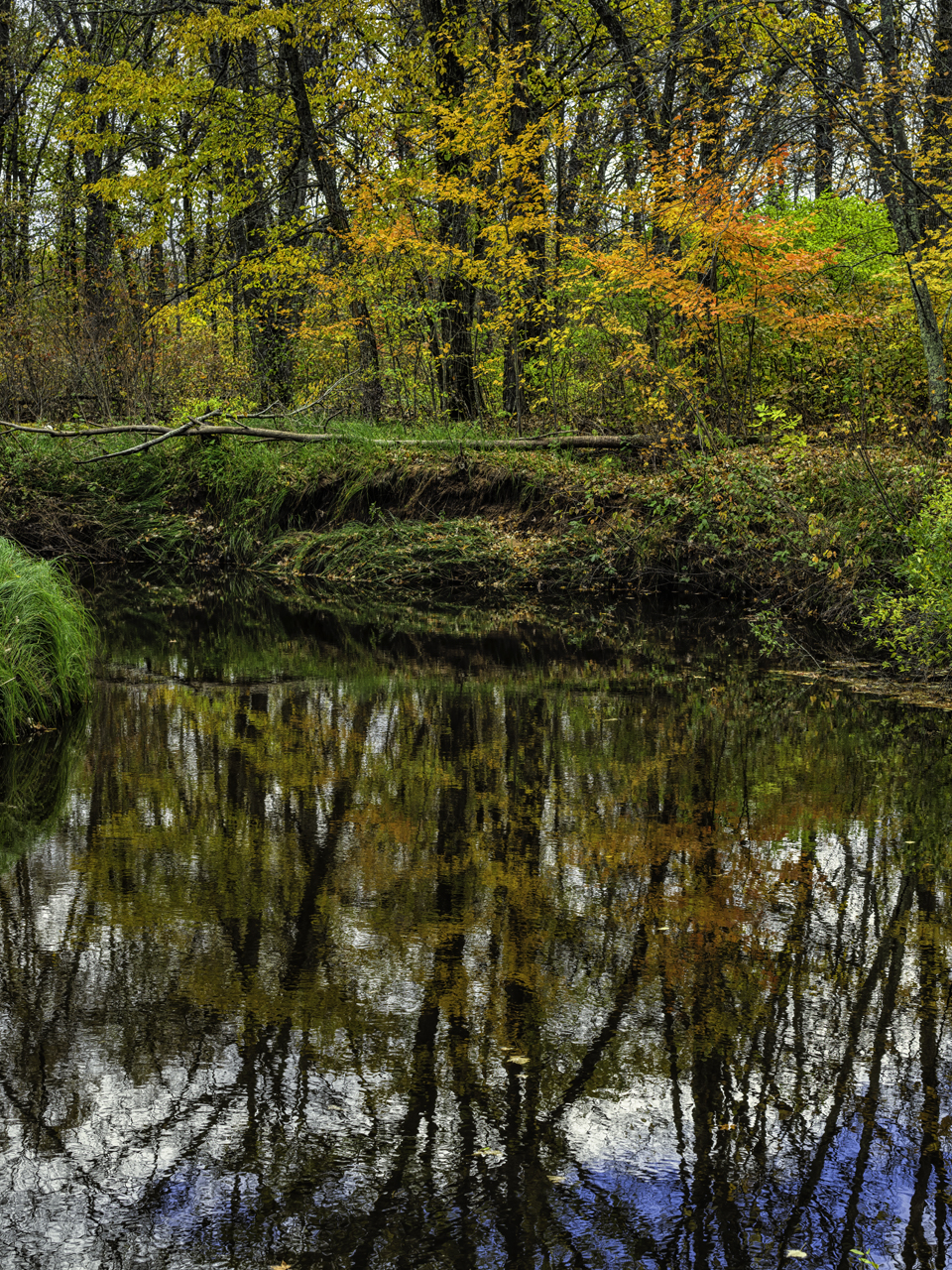 Bear Creek Reflections