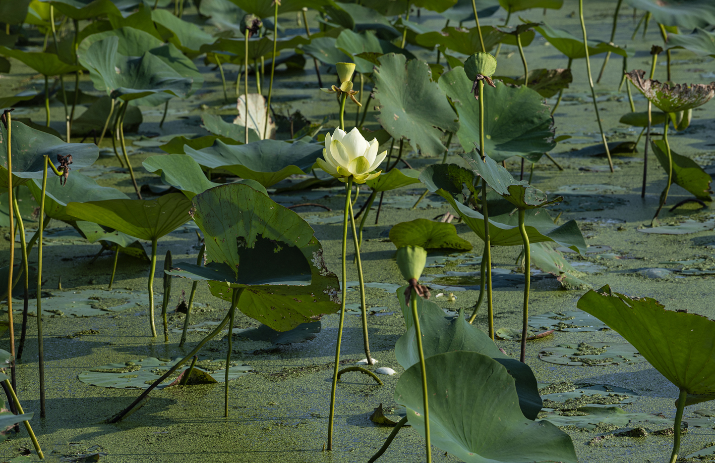 Beauty in the Bog