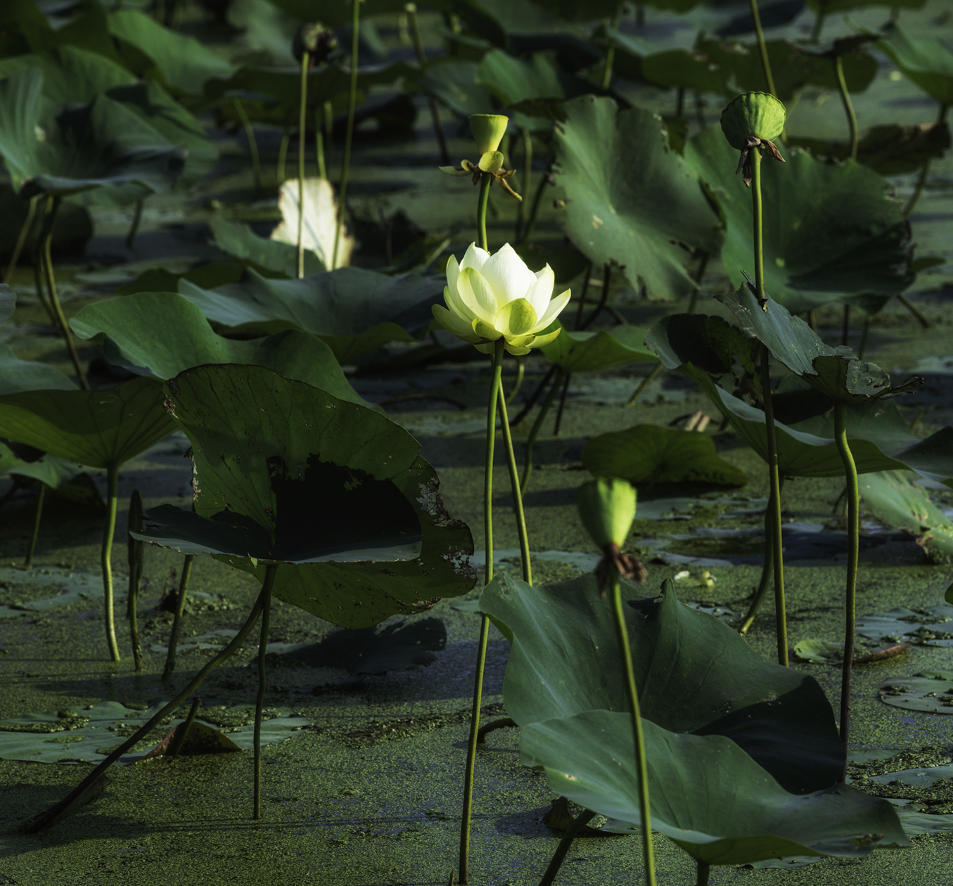 Beauty in the Bog II