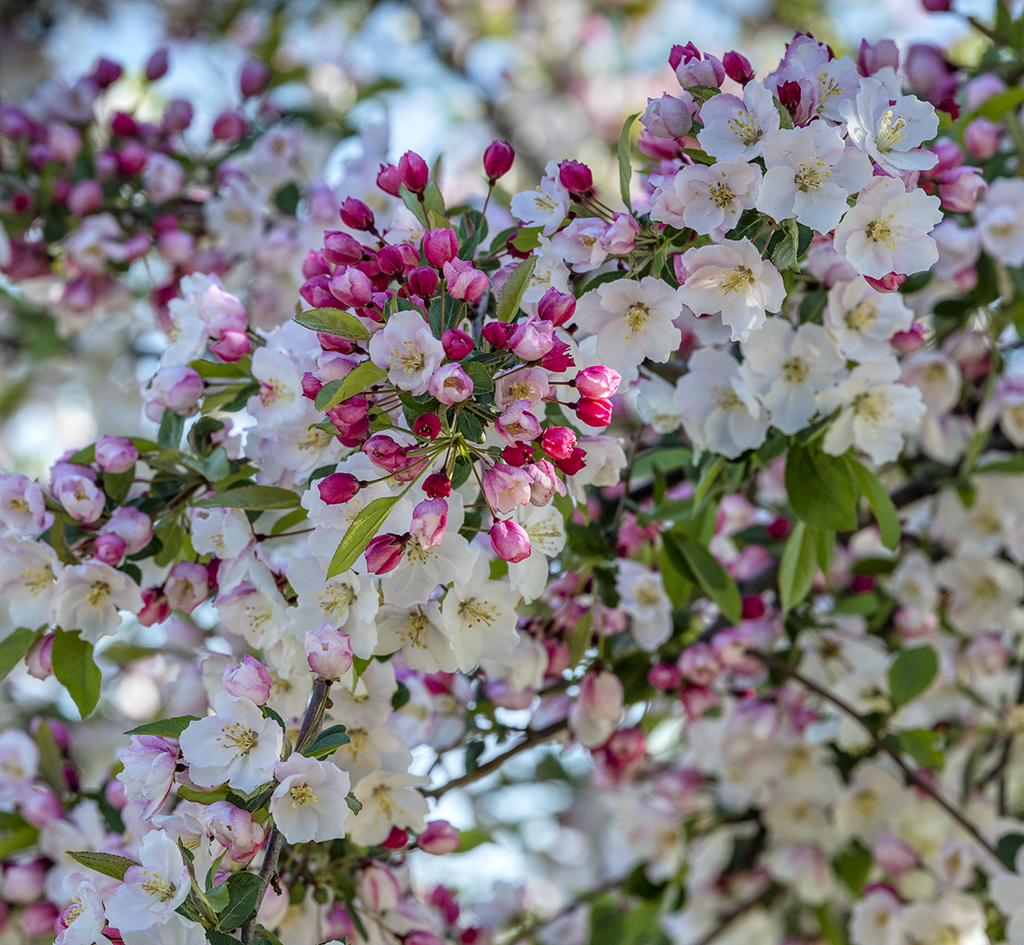 Bountiful Blossoms II