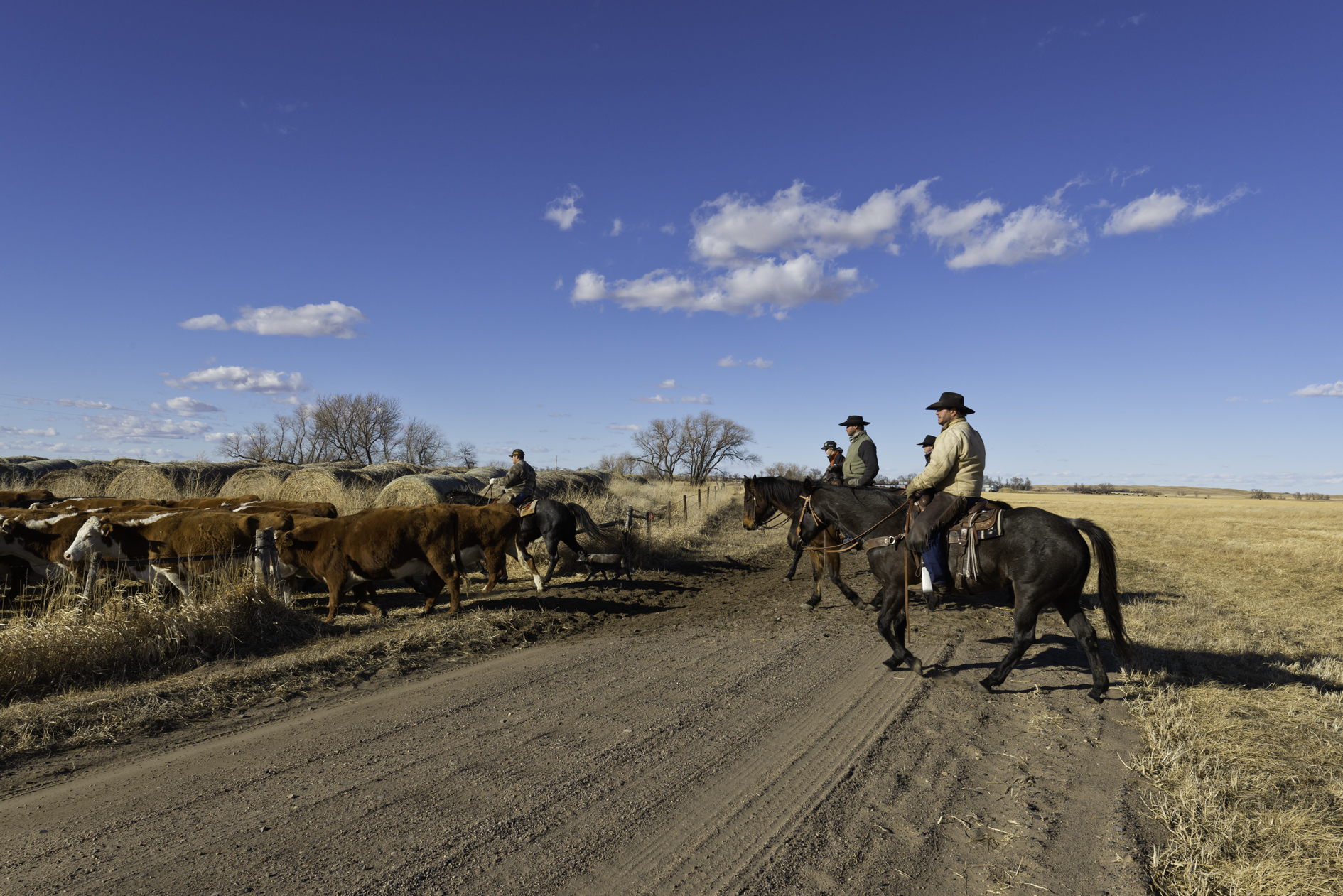 Cattle Xing