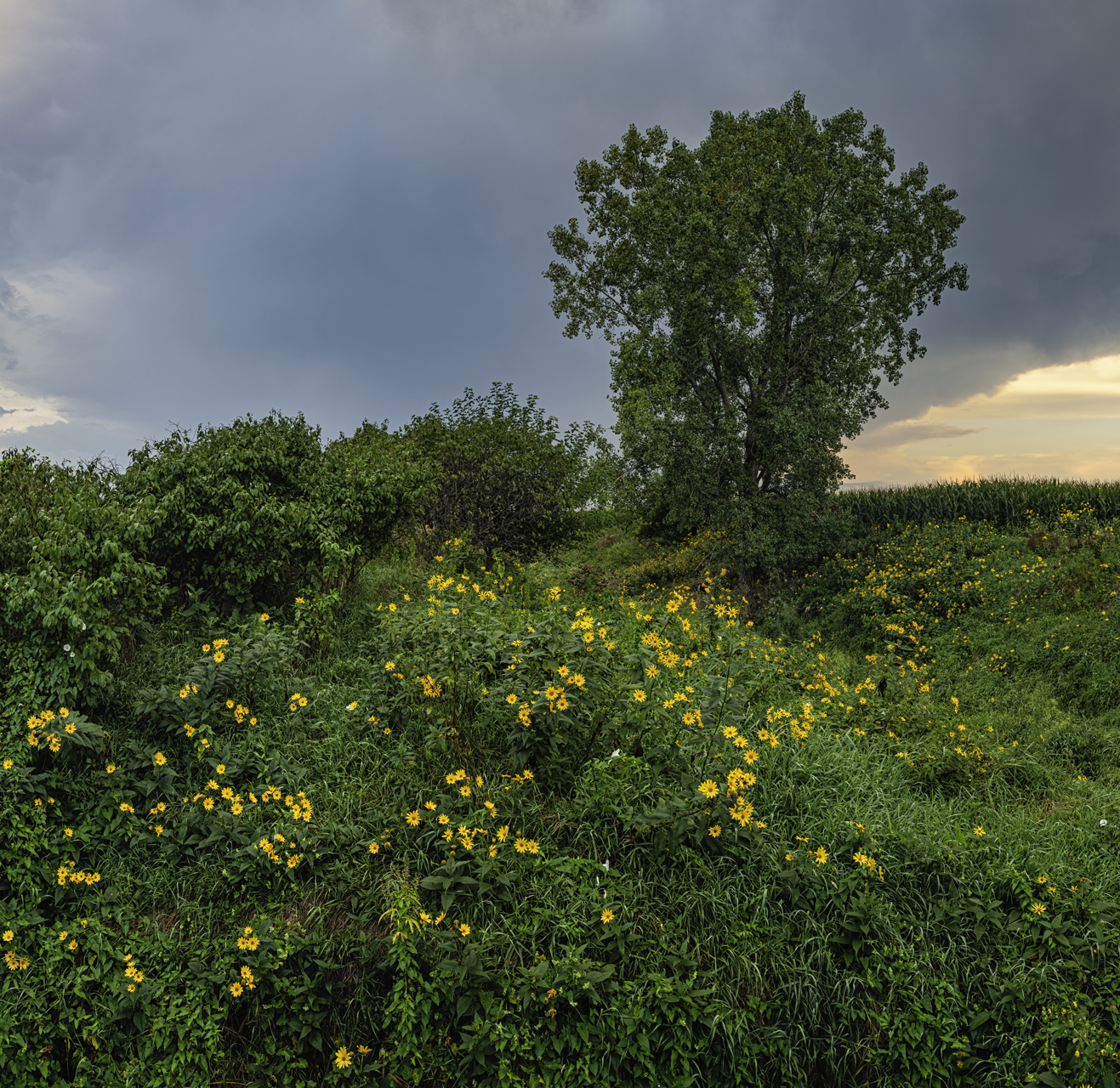 Colors Along Union Creek