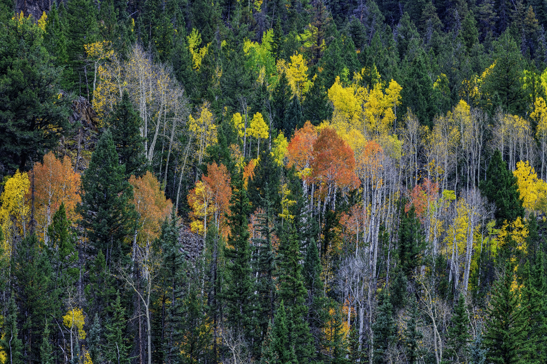 Colors of Colorado