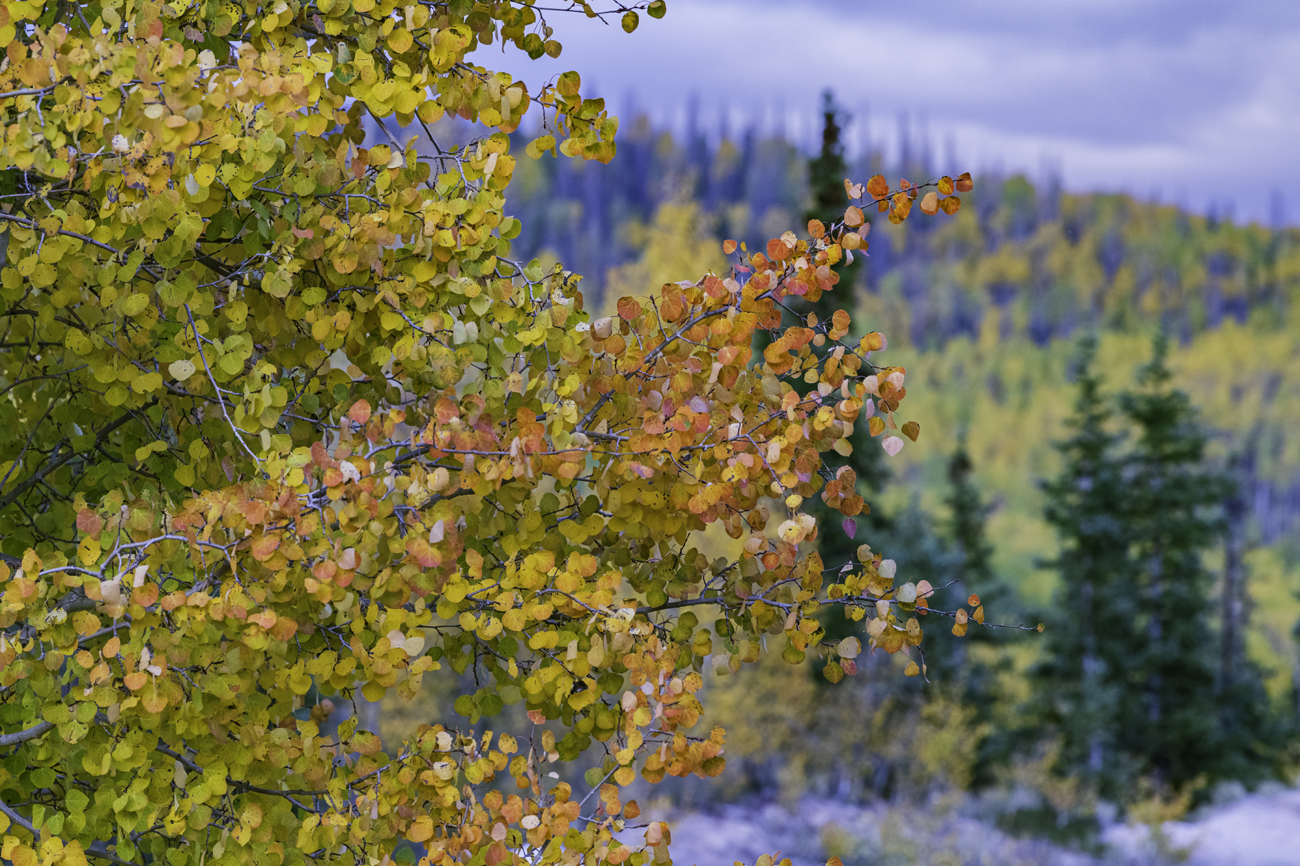 Colors of Colorado III