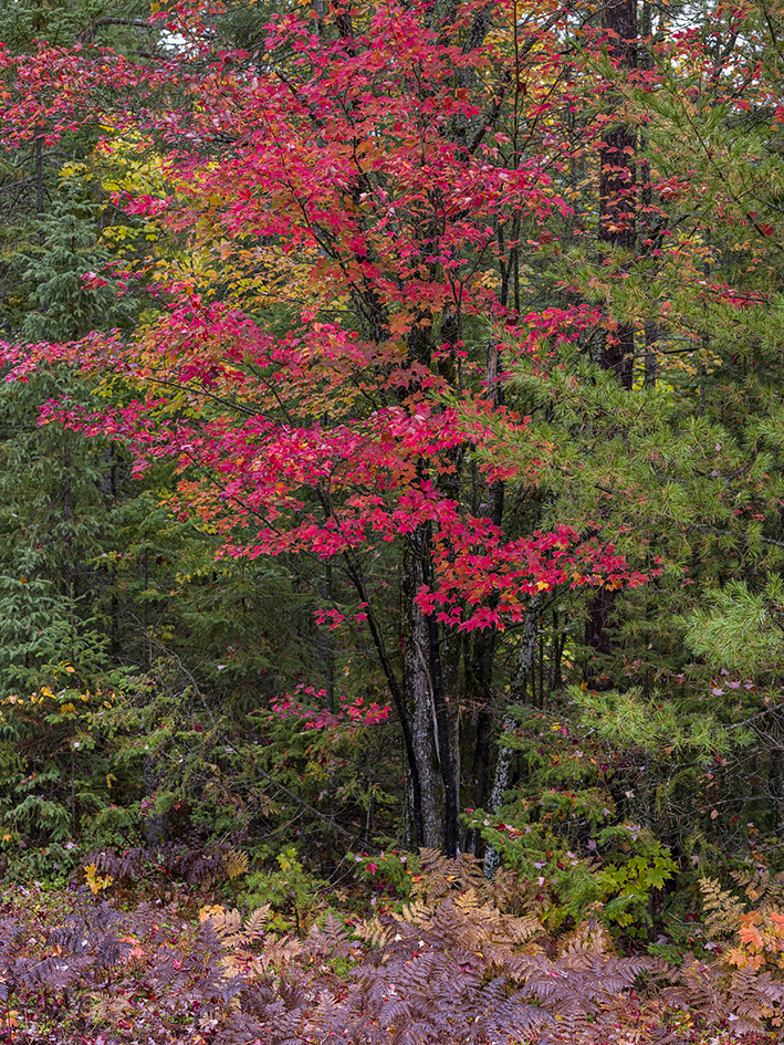 Colors of the Northwoods