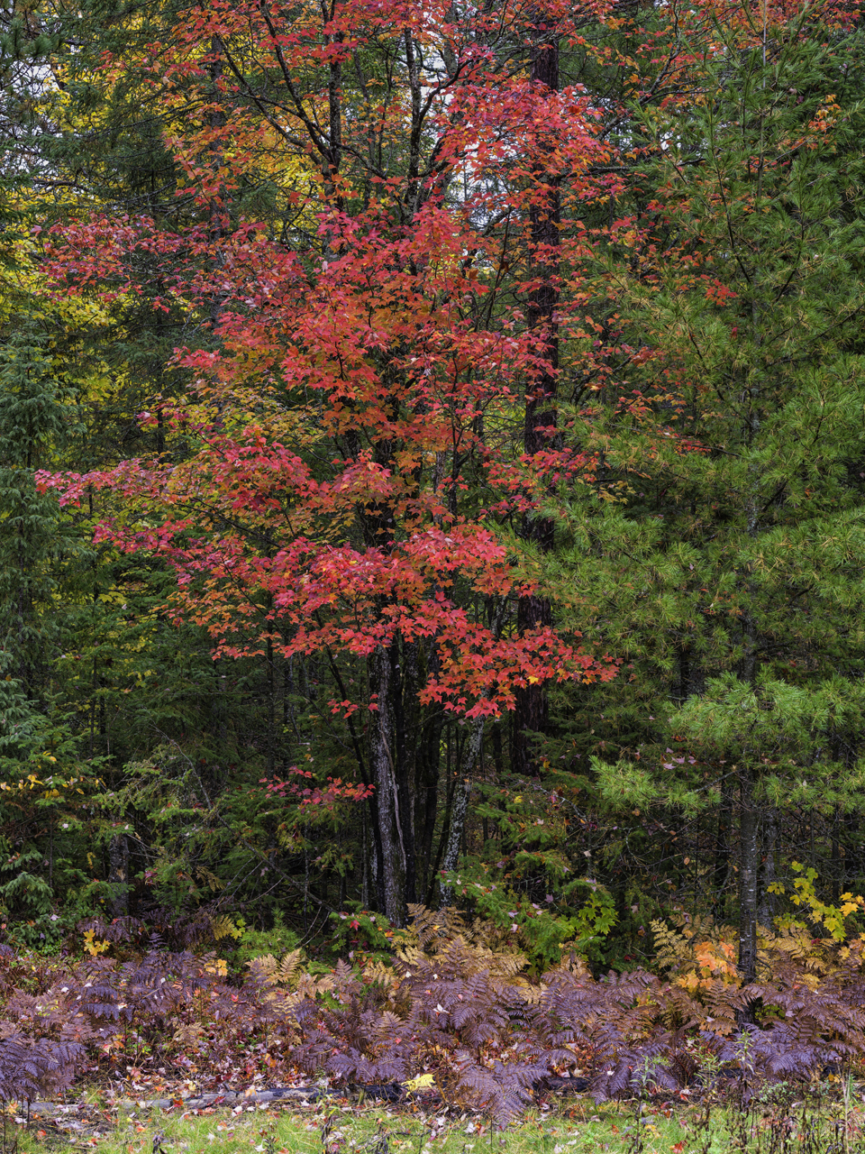 Colors of the Northwoods III