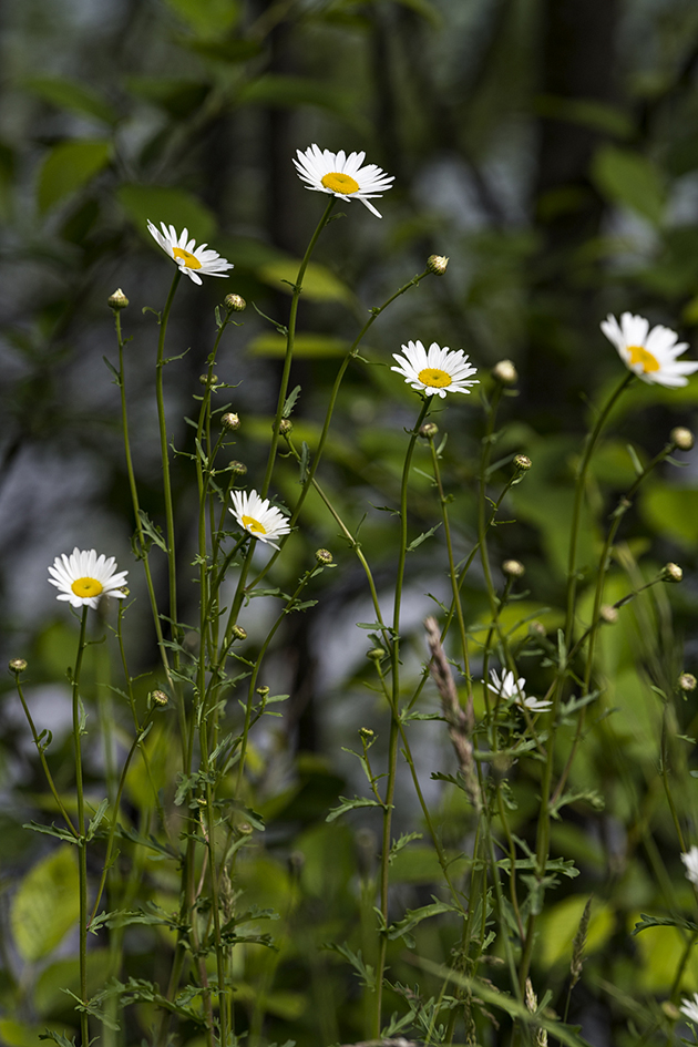 Dabbling in Daisies