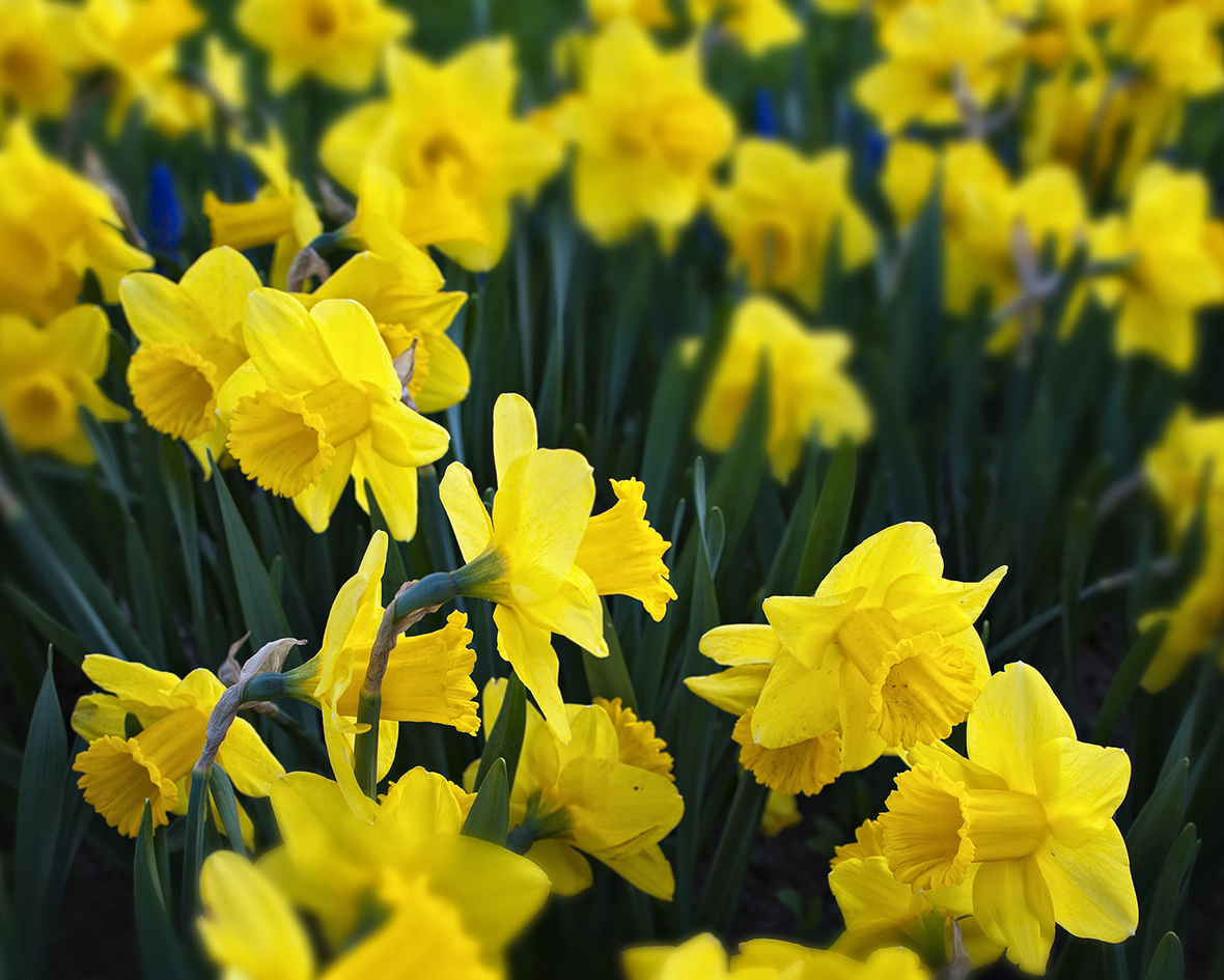 Daffodil Dilemma