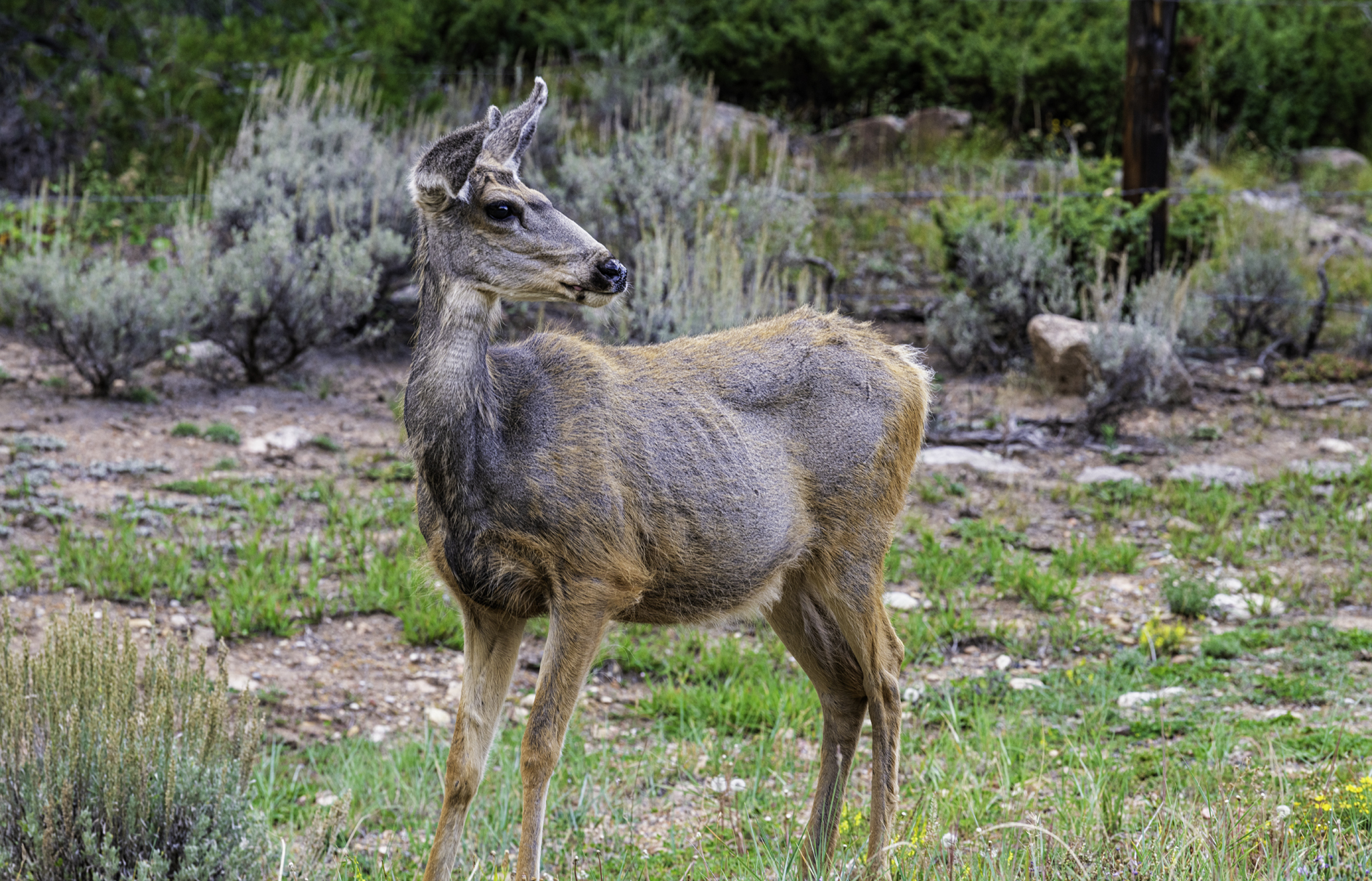 Deer at Deer Lake