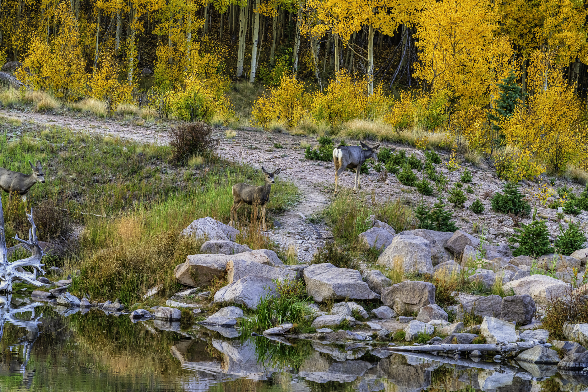 Deer at Deer Lake II