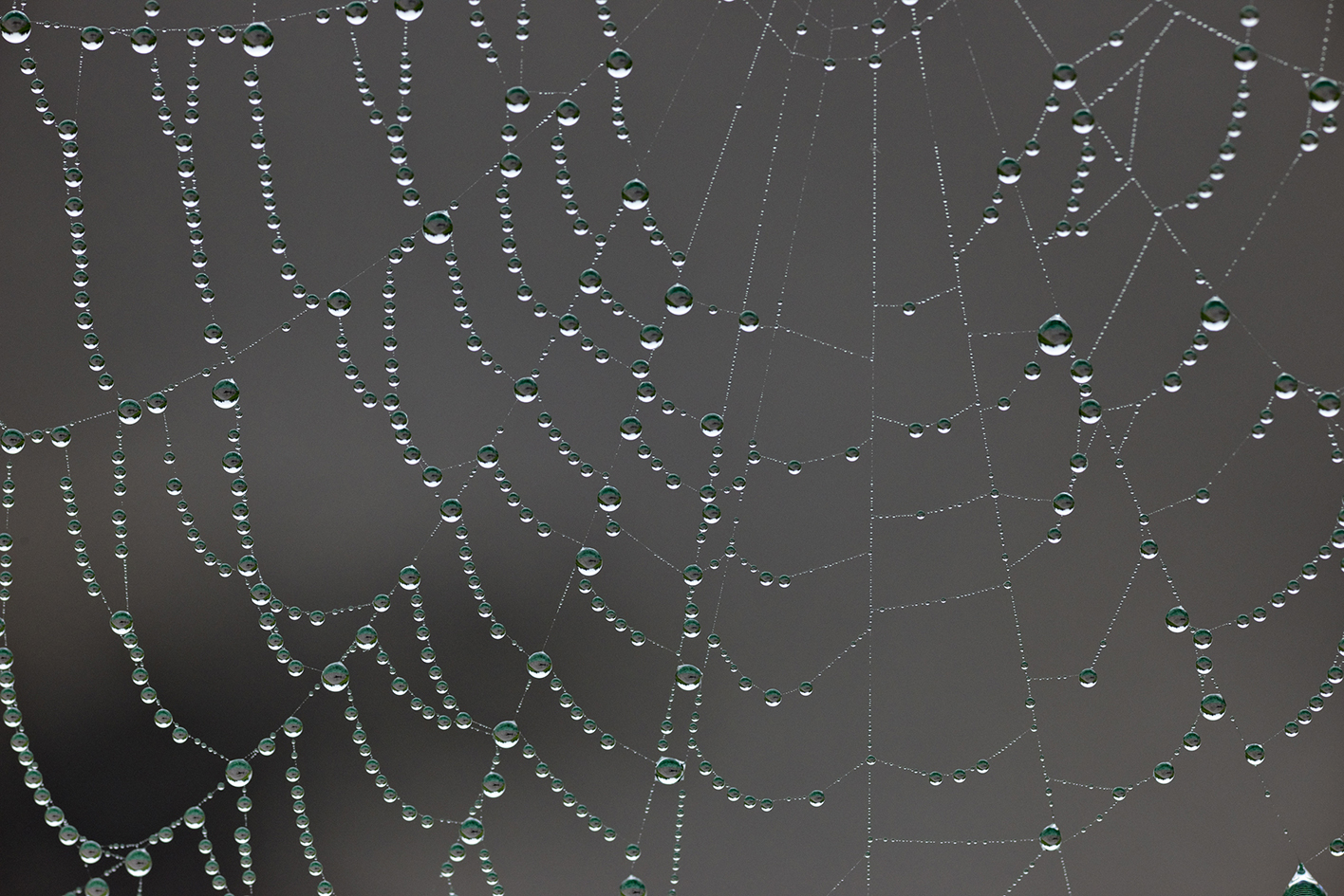 Dew on the Web II