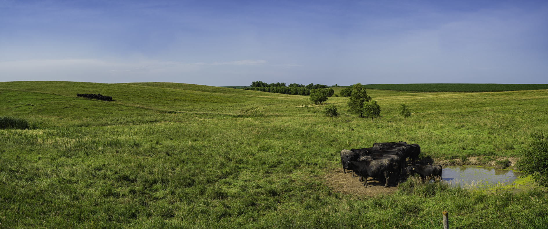 Evening at the Watering Hole