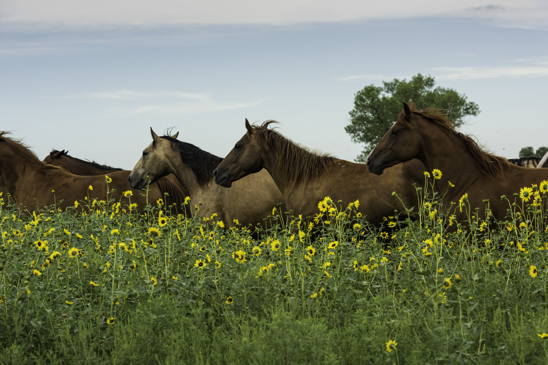 Evening Herd