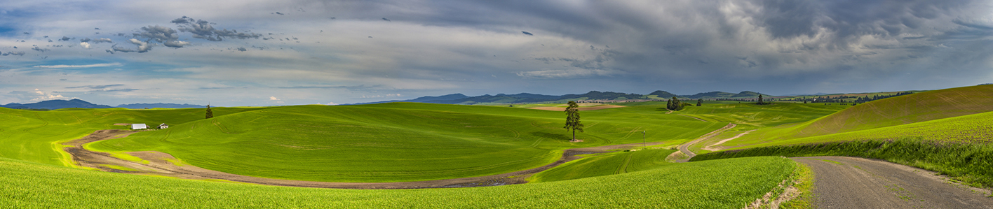 Evening on the Palouse