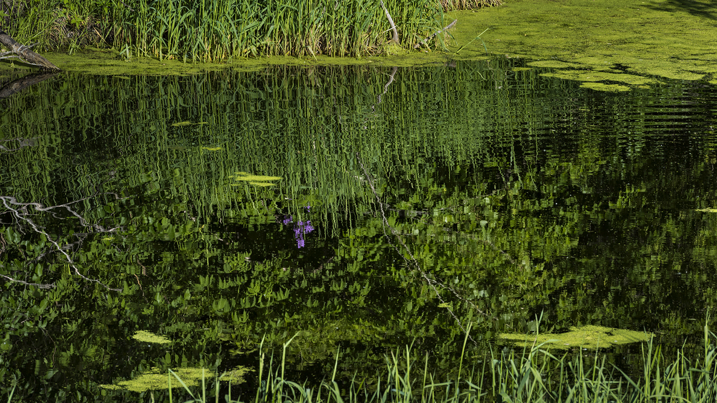 Farm Pond Reflections