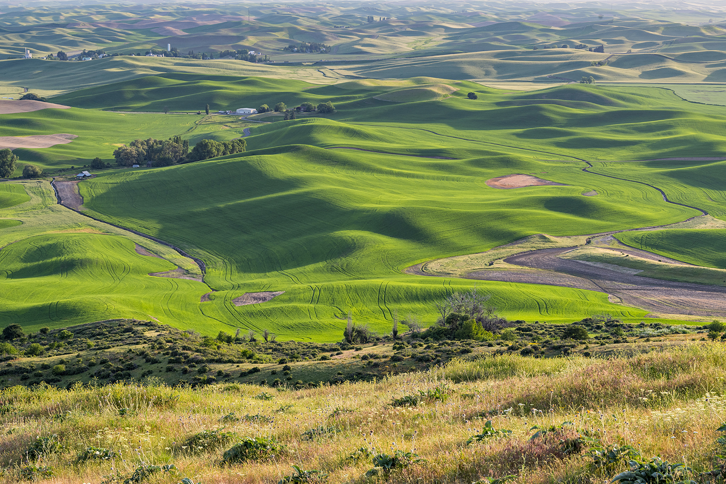 From Steptoe Butte IV