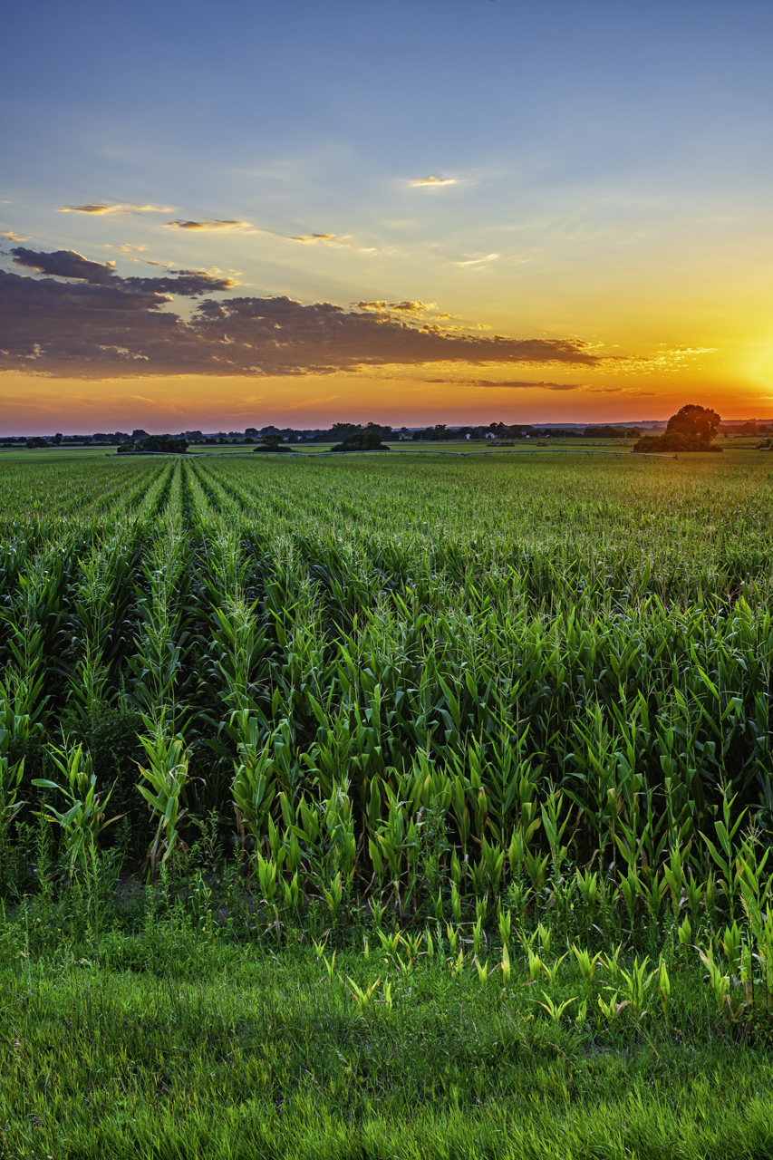 Glow on the Corn