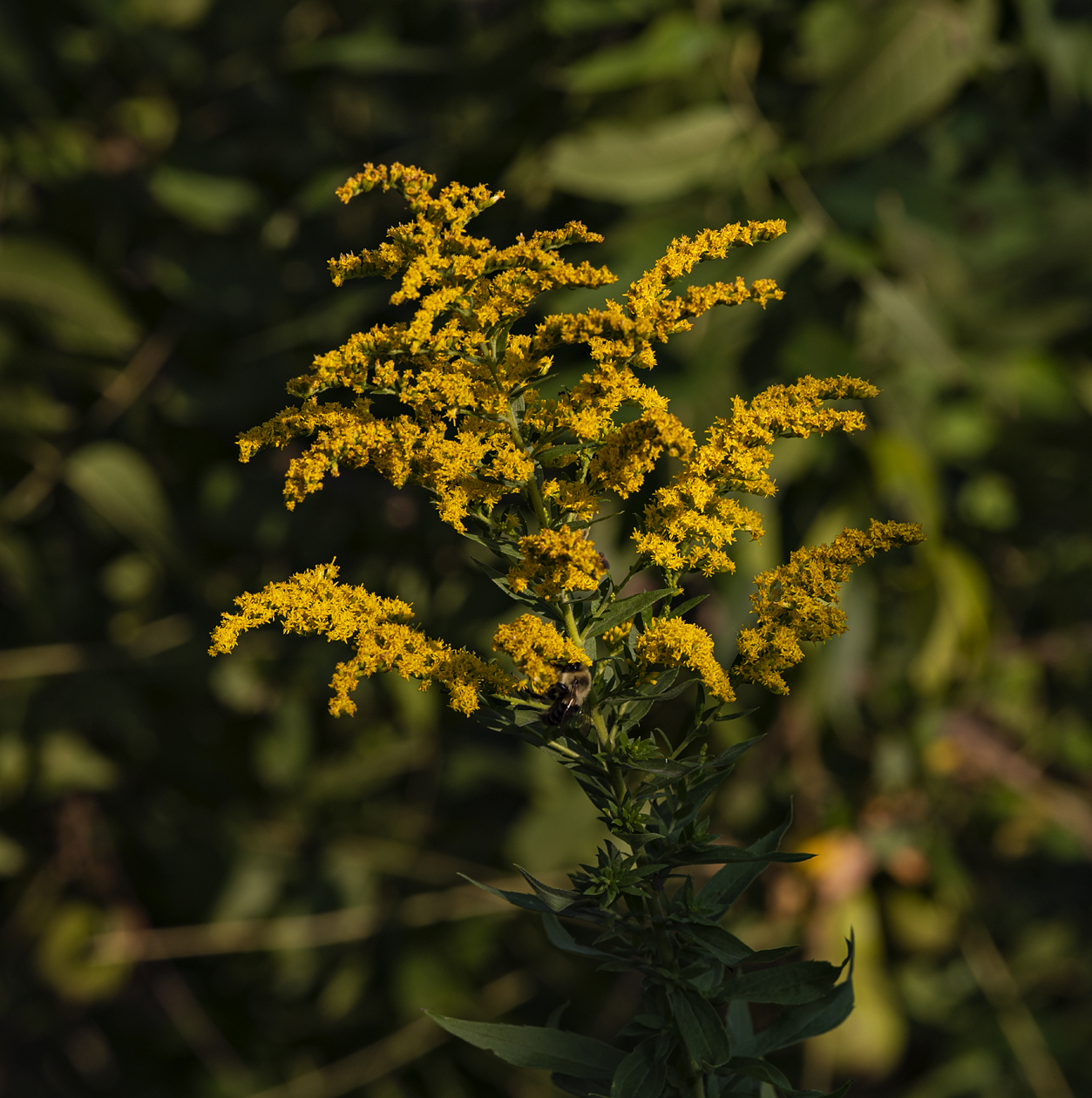 Goldenrod in the Glade