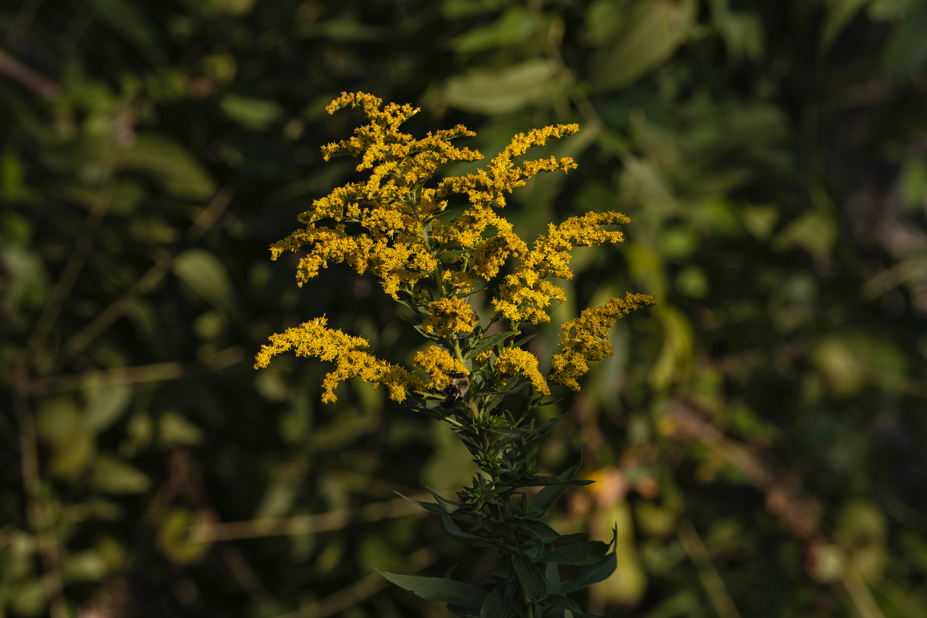 Goldenrod in the Glade II