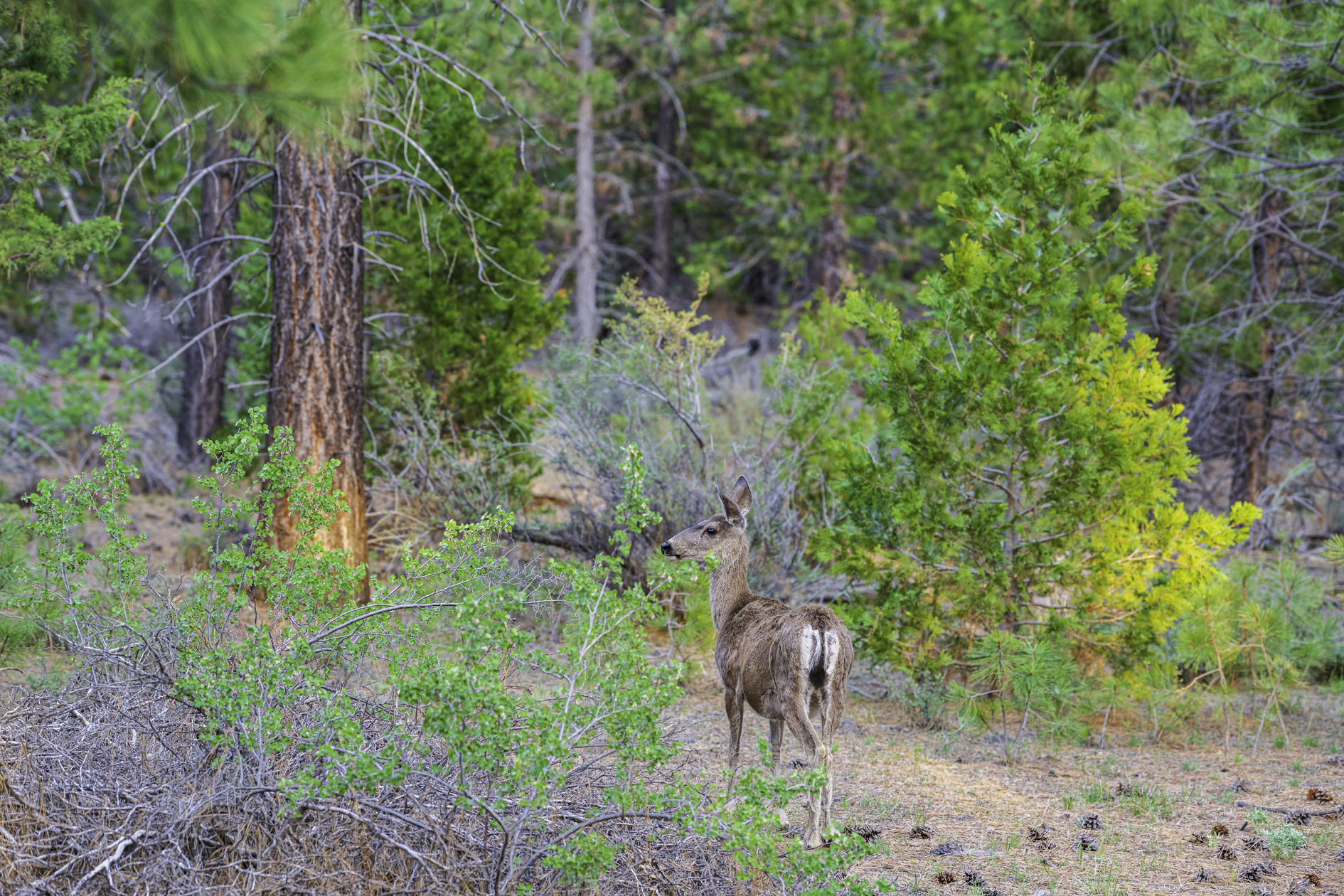 Hanging Out at Eagle Lake