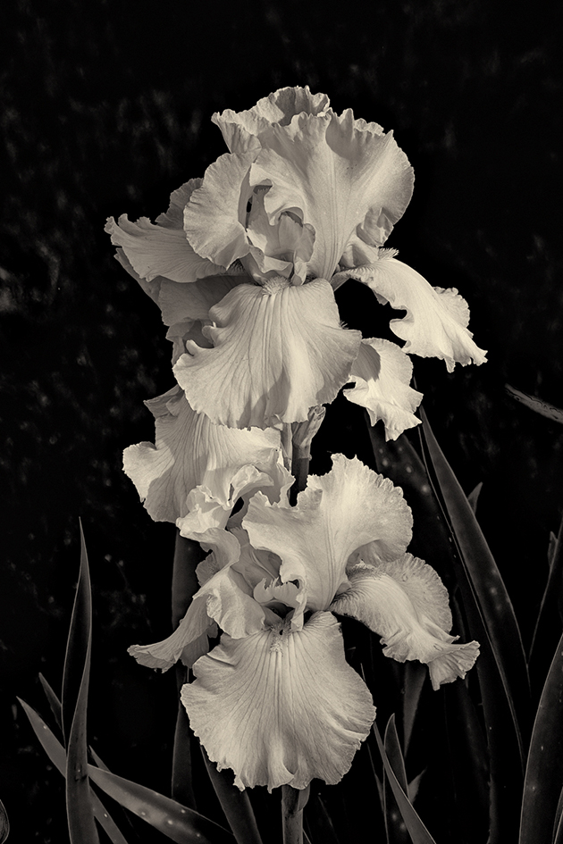 Iris to the Occasion