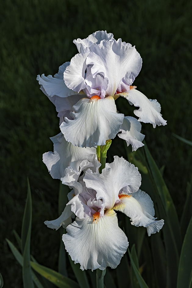 Iris to the Occasion II
