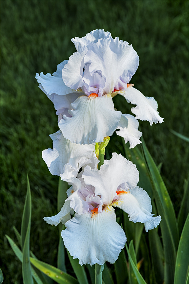 Iris to the Occasion III