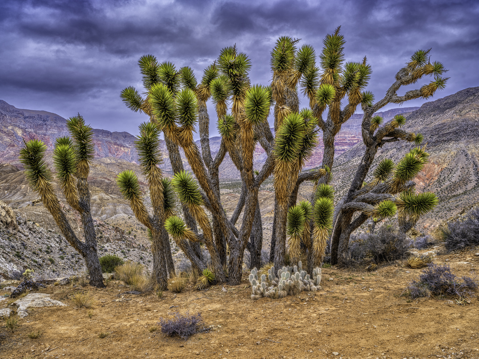 Joshua Tree Afternoon