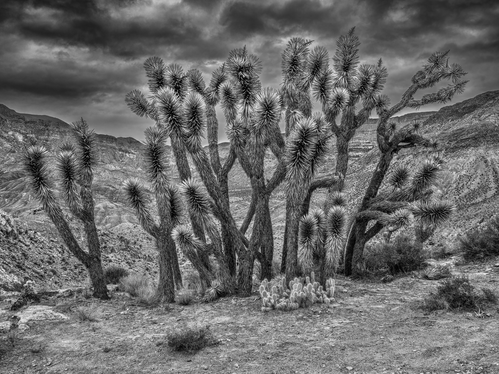 Joshua Tree Afternoon II