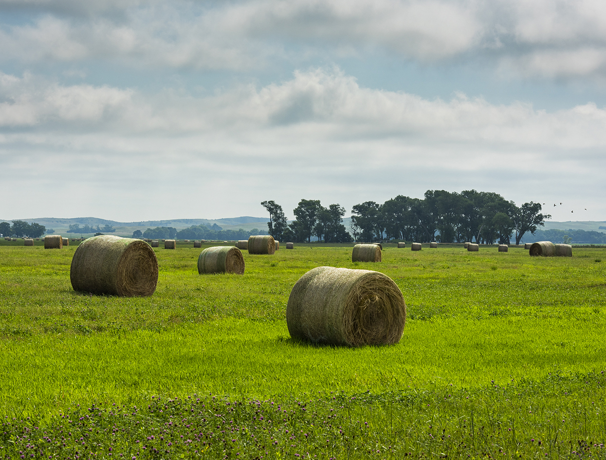 July Bales II