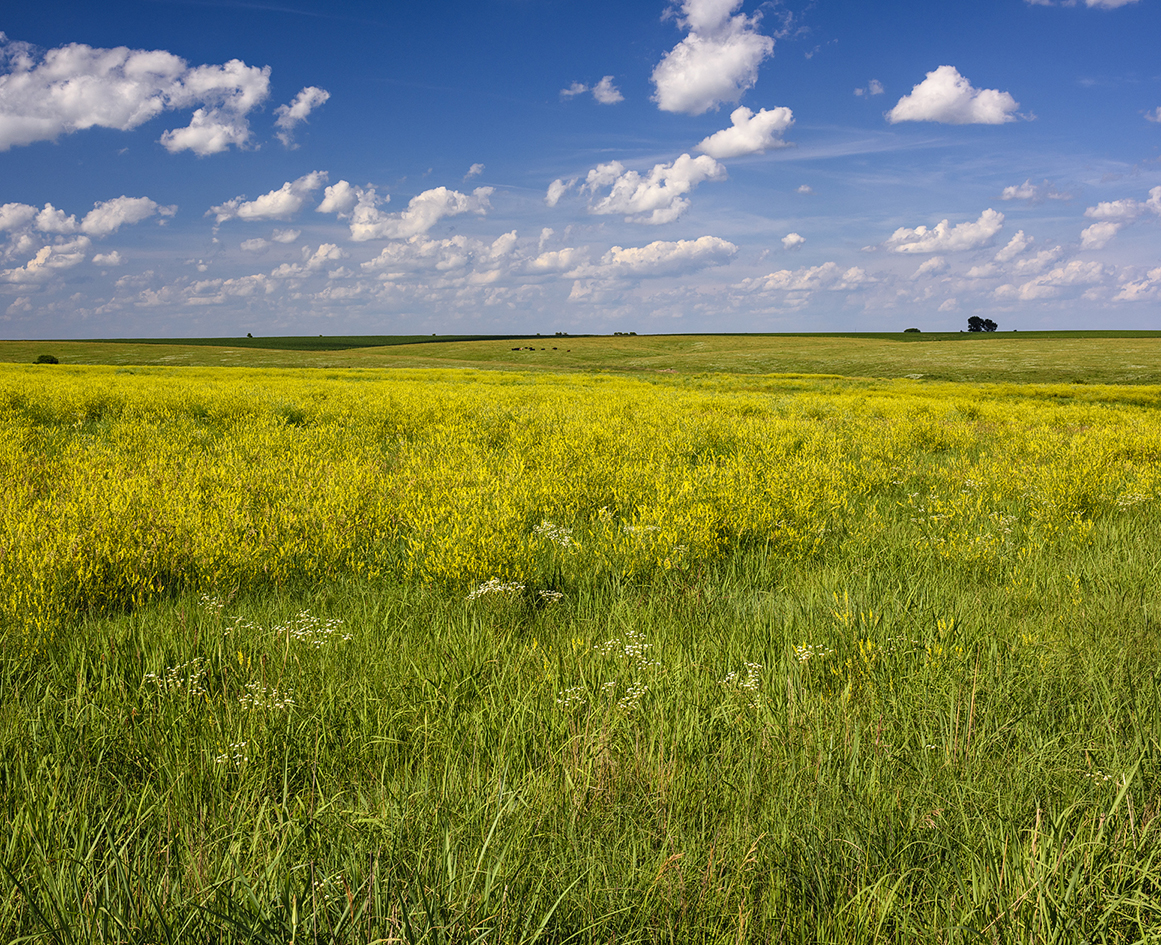 Late June Pasture