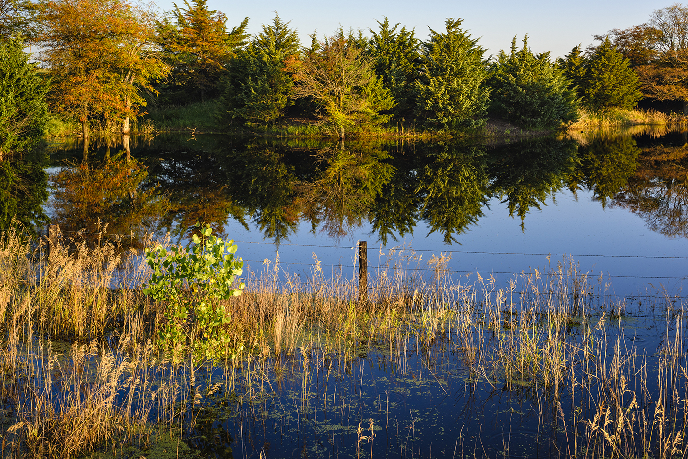 Late June Reflections