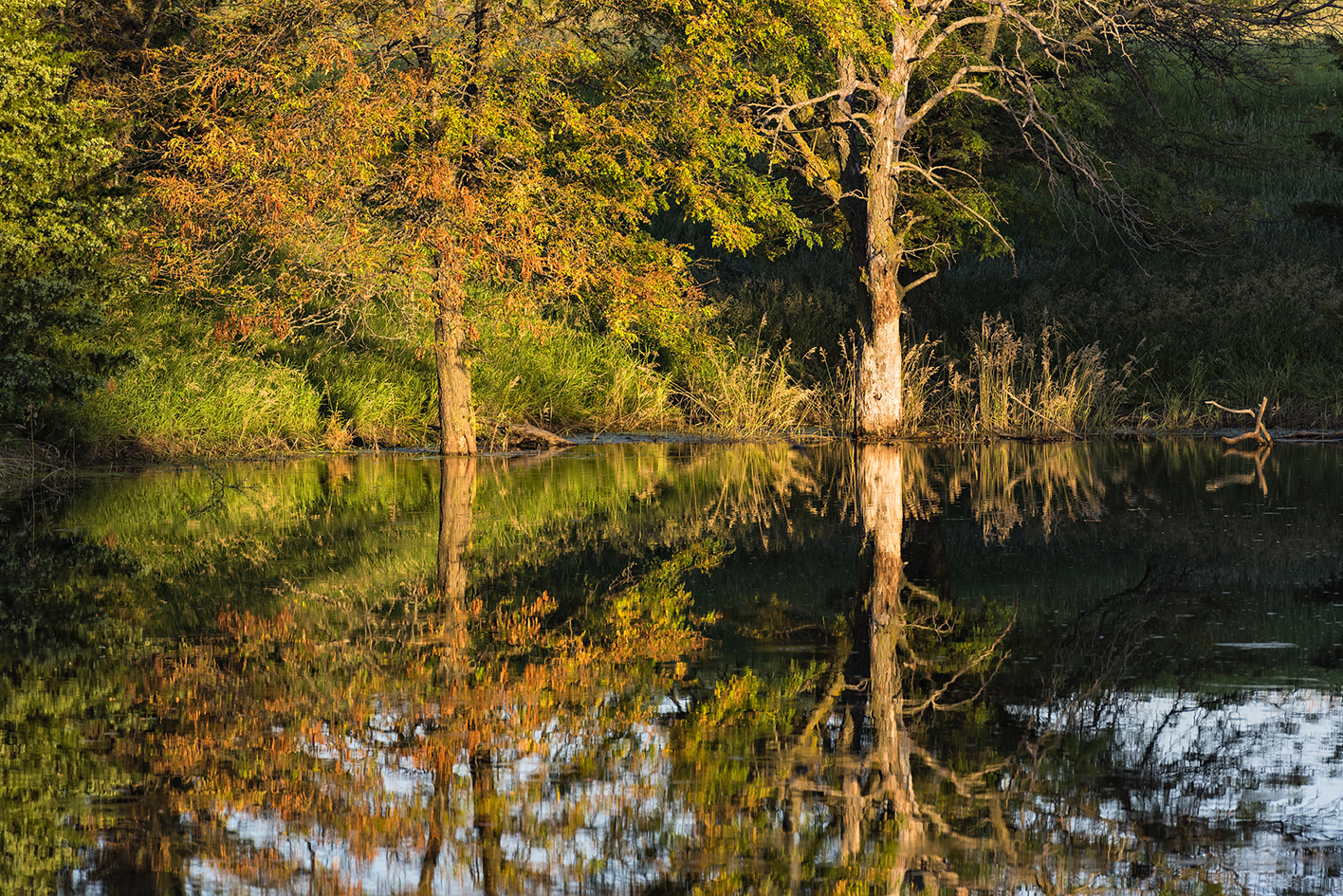 Late June Reflections II