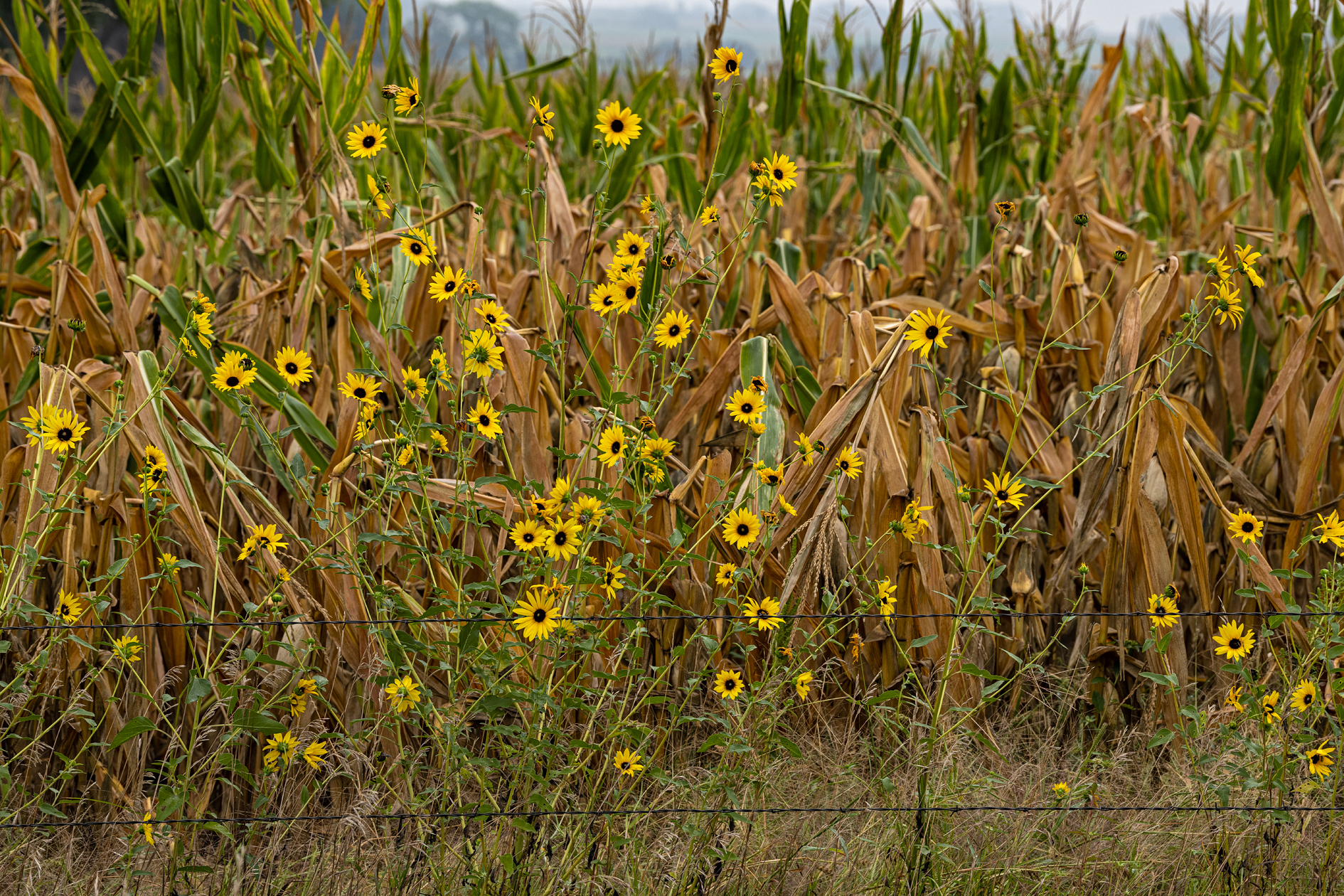 Late Summer Fenceline