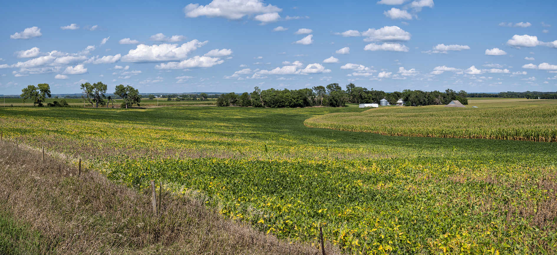 Late Summer Fields